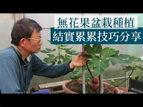 無花果樹種植|【無花果樹種植】「無花果樹種植的極致指南：全面掌。